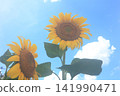 Sunflowers blooming towards the blue sky 141990471