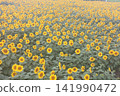 A field of sunflowers in full bloom 141990472