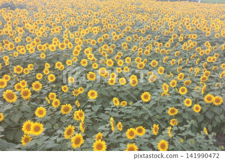 A field of sunflowers in full bloom A field of sunflowers in full bloom 141990472