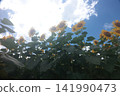 Sunflowers blooming toward the blue sky 141990473