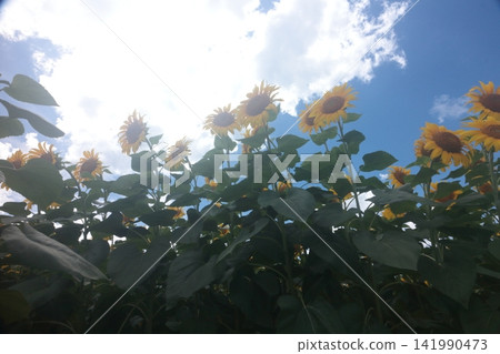 向著藍天綻放的向日葵 141990473