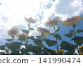 Summer sunflowers blooming towards the sky 141990474