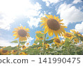 Towards the summer sun 141990475
