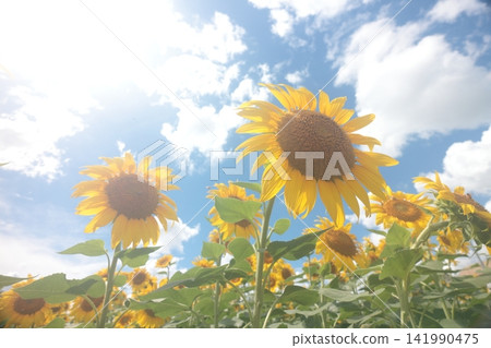 Towards the summer sun Towards the summer sun 141990475