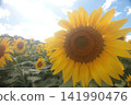 A large sunflower blooming towards the sun 141990476