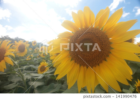 一朵巨大的向日葵朝著太陽盛開 一朵巨大的向日葵朝著太陽盛開 141990476