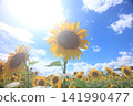 Sunflowers blooming under the blue sky, facing the sun 141990477