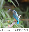 A kingfisher perched on a branch in the Yanbaru forest. 141990771
