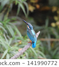 A kingfisher perched on a branch in the Yanbaru forest. 141990772