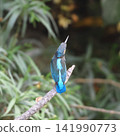 A kingfisher perched on a branch in the Yanbaru forest. 141990773