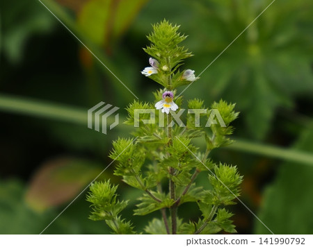Euphrasia blooming in the grassland Euphrasia blooming in the grassland 141990792