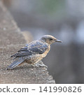 Young female Blue Rock Thrush, Okinawa 141990826