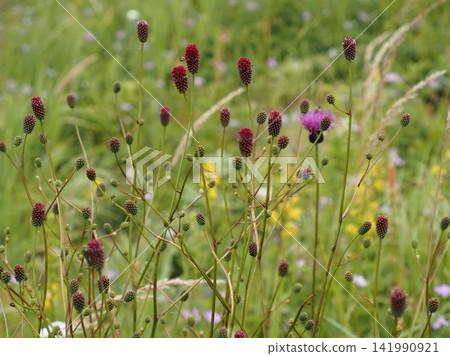 Sanguisorba flowers in a summer meadow Sanguisorba flowers in a summer meadow 141990921