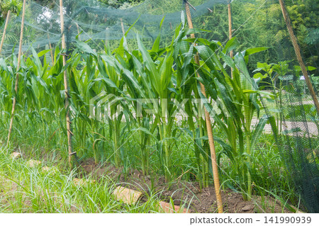 Young Corn Plants Protected by a Garden Netting Cover Young Corn Plants Protected by a Garden Netting Cover 141990939