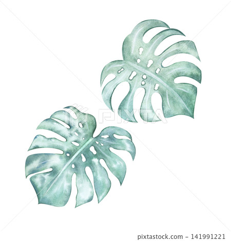 A set of watercolor tropical green monstera leaves. A jungle plant brought back from a seaside vacation. A hand-drawn leaf of a houseplant. An exotic monstera leaf. Isolated illustration for design A set of watercolor tropical green monstera leaves. A jungle plant brought back from a seaside vacation. A hand-drawn leaf of a houseplant. An exotic monstera leaf. Isolated illustration for design 141991221