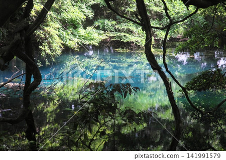 鬱鬱蔥蔥的森林中，隱藏著一片神祕的藍色池塘：山形縣湯座町的丸池。 141991579