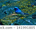 日本野生鳥類。一隻雄性藍白鶲前來洗澡。 141991805