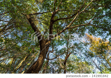 Honbushin: Spring scenery of Kamiyama - Ubame oak and blue sky, Okayama City, Okayama Prefecture Honbushin: Spring scenery of Kamiyama - Ubame oak and blue sky, Okayama City, Okayama Prefecture 141991842