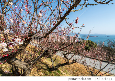 本武心:神山春景-梅林與瀨戶內海3,岡山縣岡山市 本武心:神山春景-梅林與瀨戶內海3,岡山縣岡山市 141991845