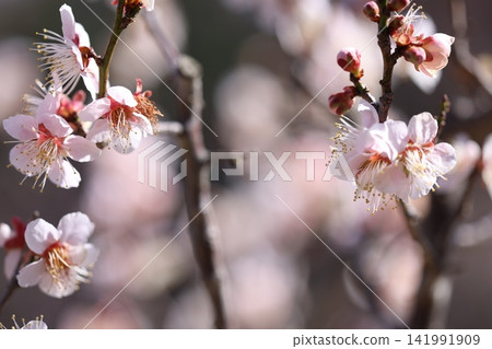 Plum blossoms telling the arrival of spring Plum blossoms telling the arrival of spring 141991909