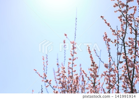 Plum blossoms telling the arrival of spring Plum blossoms telling the arrival of spring 141991914