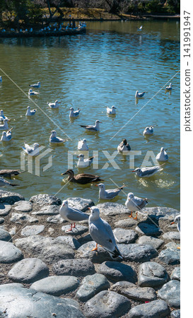 Black-headed gulls and ducks at Genpei Pond in Kamakura, Japan Black-headed gulls and ducks at Genpei Pond in Kamakura, Japan 141991947