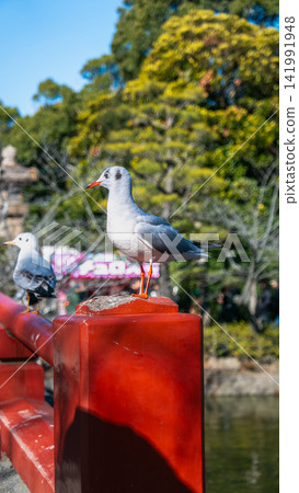 Black-headed gull perched on a red bridge at Tsurugaoka Hachimangu, Kamakura Black-headed gull perched on a red bridge at Tsurugaoka Hachimangu, Kamakura 141991948