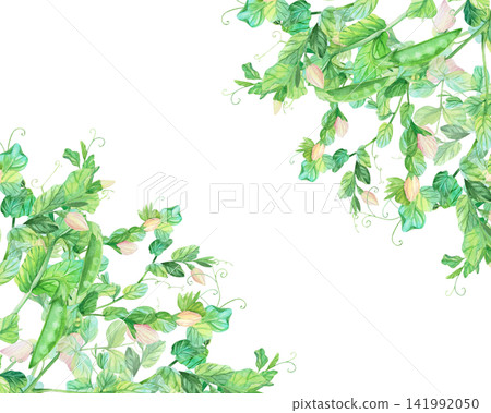 Corners frame of a green peas with the flowers and pea pods. Watercolor illustration. Handmade art work. For packaging design, cards, cover, prints, product labels and fabric. Corners frame of a green peas with the flowers and pea pods. Watercolor illustration. Handmade art work. For packaging design, cards, cover, prints, product labels and fabric. 141992050