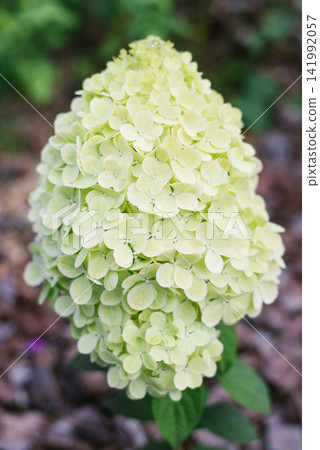 Panatella Paniculata Hydrangea Flower Blooming in Garden Panatella Paniculata Hydrangea Flower Blooming in Garden 141992057
