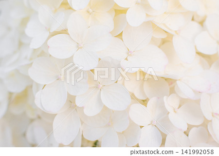 Hercules Paniculate Hydrangea Cream Petals Macro View Hercules Paniculate Hydrangea Cream Petals Macro View 141992058