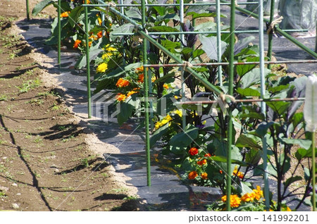A scene of planting marigolds around the base of eggplant plants to deter insects. A scene of planting marigolds around the base of eggplant plants to deter insects. 141992201