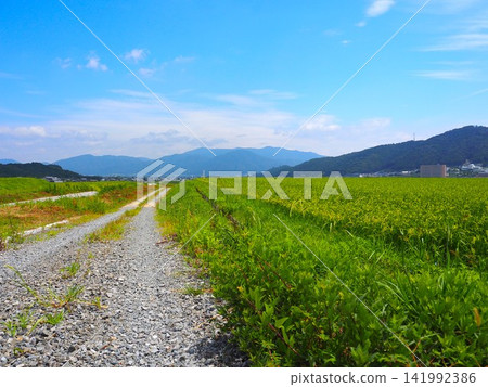 一條道路貫穿整個景觀 一條道路貫穿整個景觀 141992386