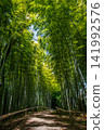 Small diameter of bamboo grove 141992576
