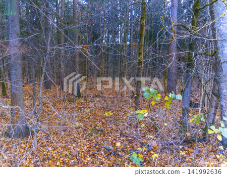 Autumn forest floor covered with fallen leaves, bare trunks and soft overcast light Autumn forest floor covered with fallen leaves, bare trunks and soft overcast light 141992636