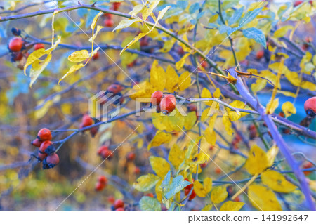 Wild rose hips on thorny branches with yellow autumn foliage in woodland setting Wild rose hips on thorny branches with yellow autumn foliage in woodland setting 141992647