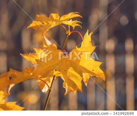 Golden maple leaves backlit by warm autumn sunlight with soft blurred background and rich seasonal color Golden maple leaves backlit by warm autumn sunlight with soft blurred background and rich seasonal color 141992699