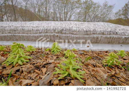 A scene of early spring with lingering snow and butterbur sprouts. A scene of early spring with lingering snow and butterbur sprouts. 141992728