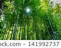 The sun shining through the bamboo forest 141992737