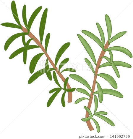 illustration of green rosemary 141992739
