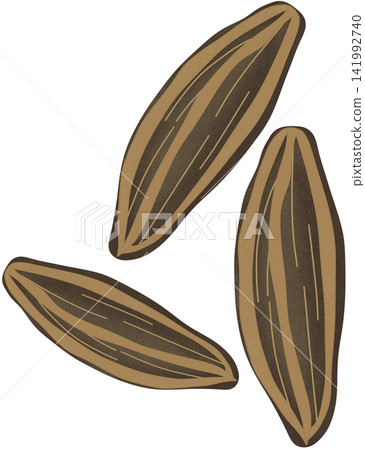 illustration of cumin illustration of cumin 141992740