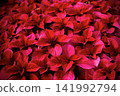 紅色的花瓣 141992794