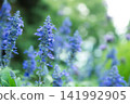 美麗的藍色鼠尾草花 141992905