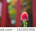 一朵紅花 141992906