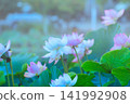開花在池塘的蓮花 141992908