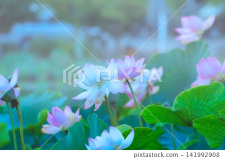 開花在池塘的蓮花 141992908