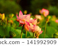 夕陽下的蓮花 141992909