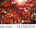 鮮紅的秋葉 141992910