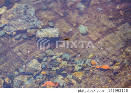 漂浮在水面上的水黽 漂浮在水面上的水黽 141993126