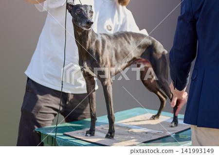 A person is grooming a dog at a pet event in a garden. The dog stands on a table while its coat is examined. People watch in the background A person is grooming a dog at a pet event in a garden. The dog stands on a table while its coat is examined. People watch in the background 141993149