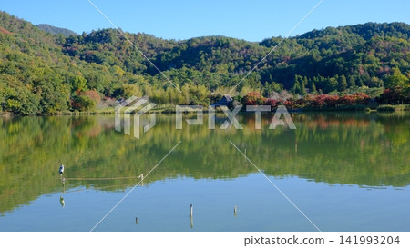 Hirosawa Pond in Kyoto, where waterfowl live Hirosawa Pond in Kyoto, where waterfowl live 141993204